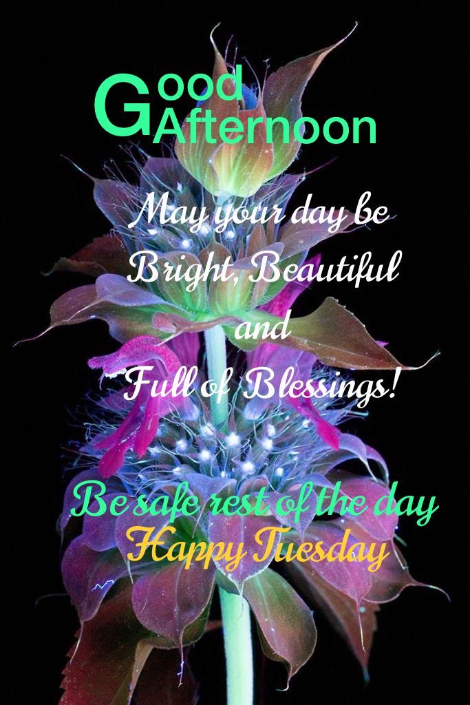 Tuesday Afternoon Blessings