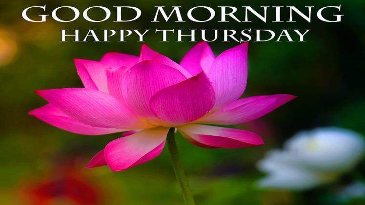 400+ Good Morning Thursday Blessings Images and Quotes